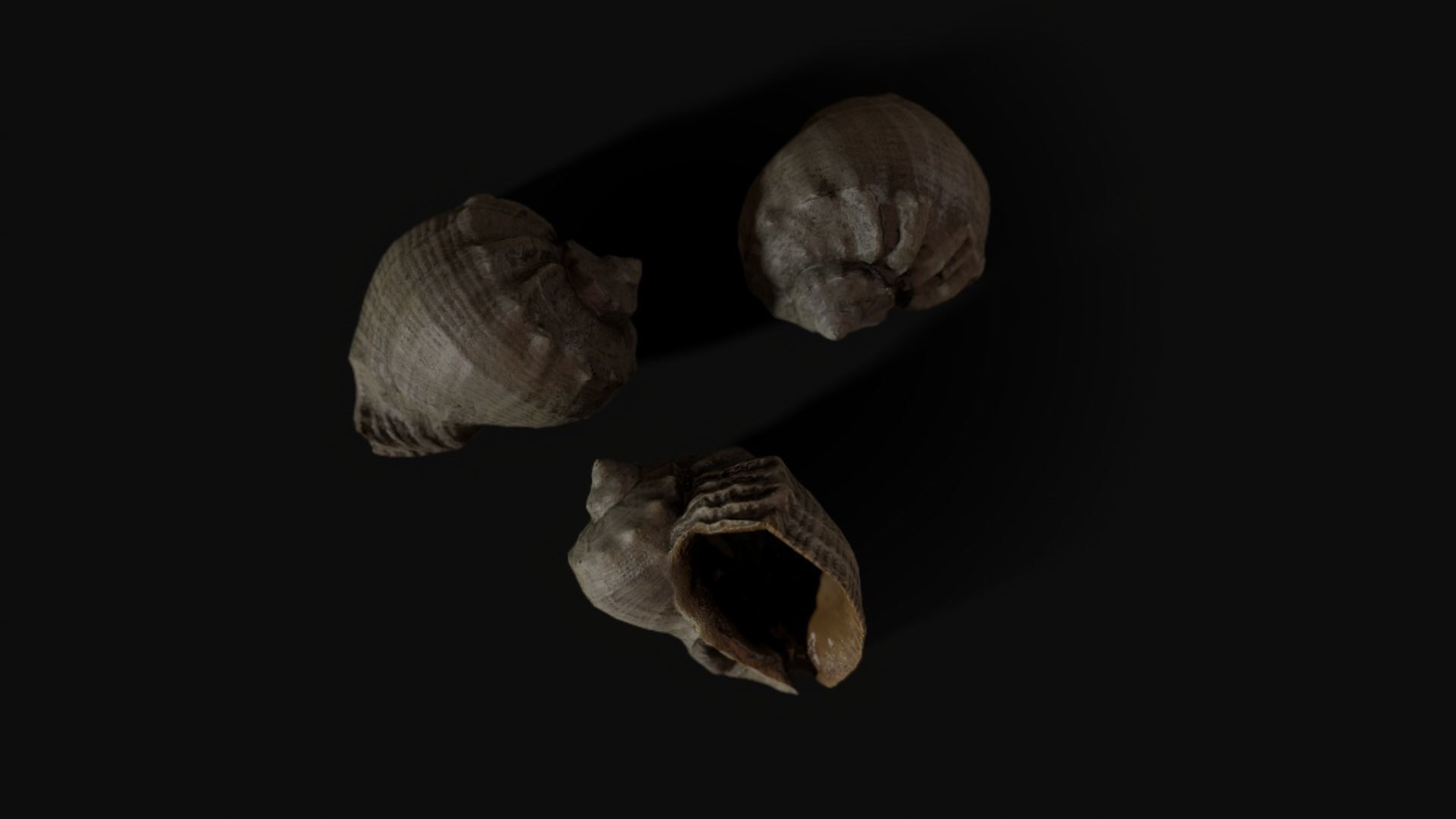 Seashell 8K Photogrammetry -  Game Ready asset Low-poly 3D model_2