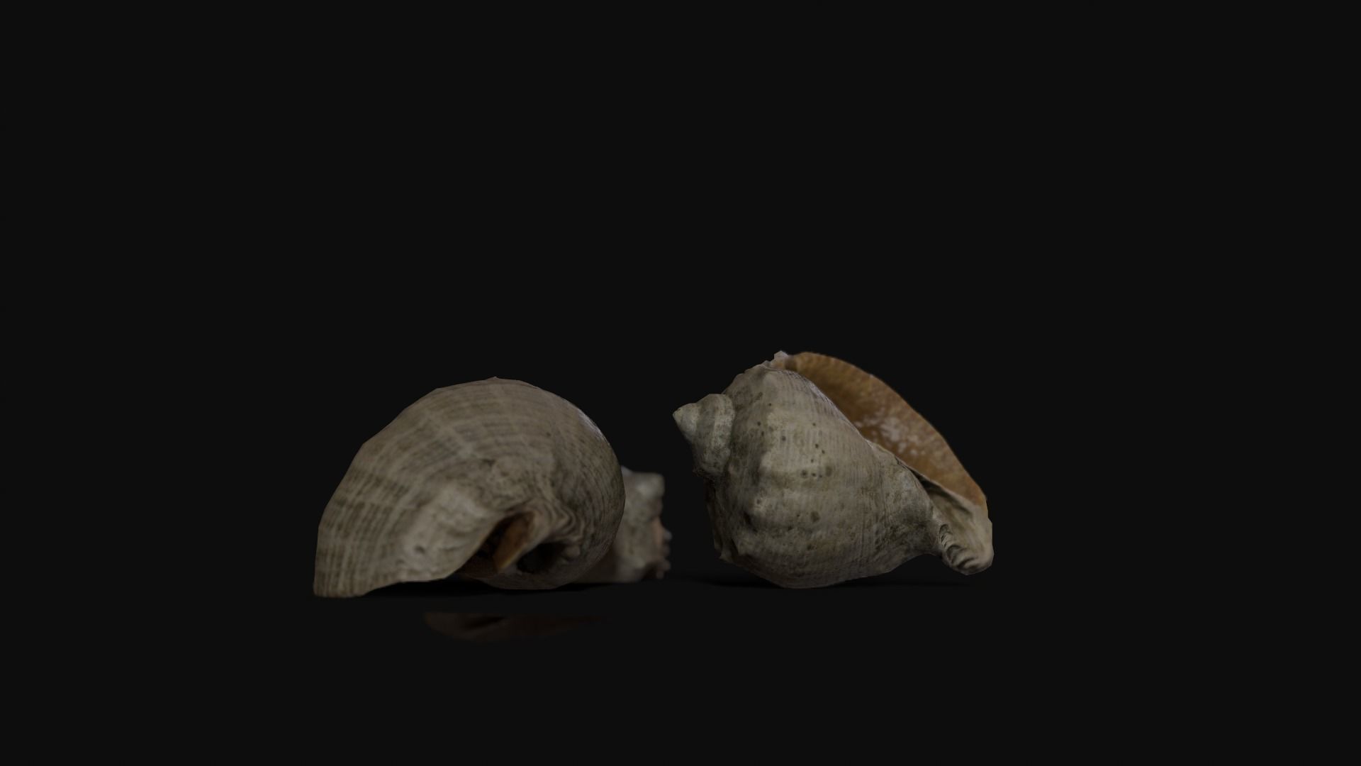 Seashell 8K Photogrammetry -  Game Ready asset Low-poly 3D model_4
