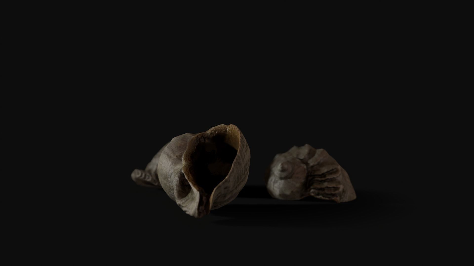 Seashell 8K Photogrammetry -  Game Ready asset Low-poly 3D model_3