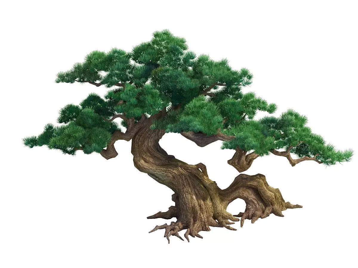 me Model - Taoist comprehension scene - a pine 01 3D model_0