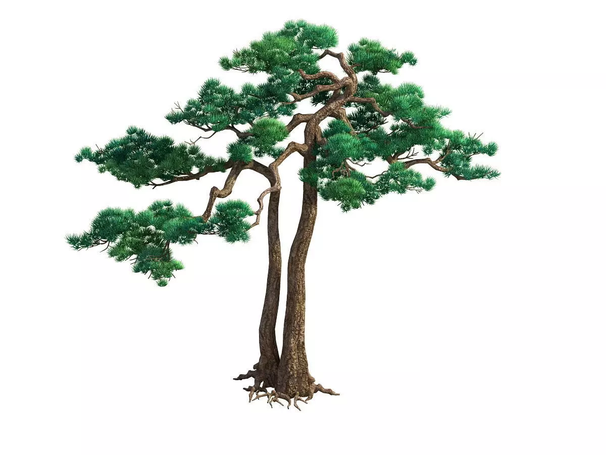 e Model - Taoist comprehension scene - Pine 03 01 3D model_0