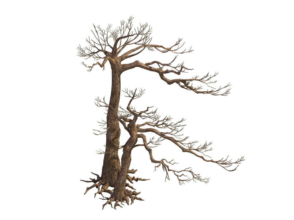 e Model - Taoist comprehension scene - Pine 05 01 3D model_5