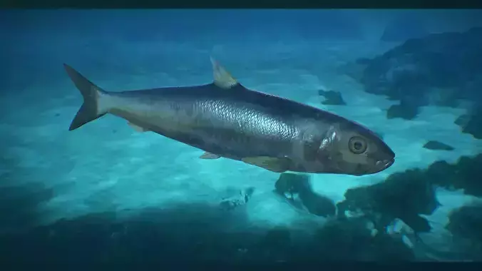 Sardine fish Low-poly 3D model