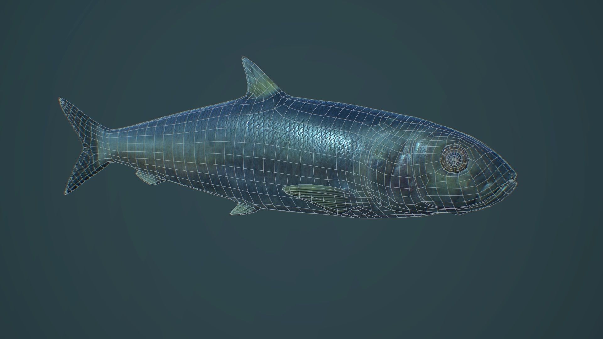 Sardine fish Low-poly 3D model_8