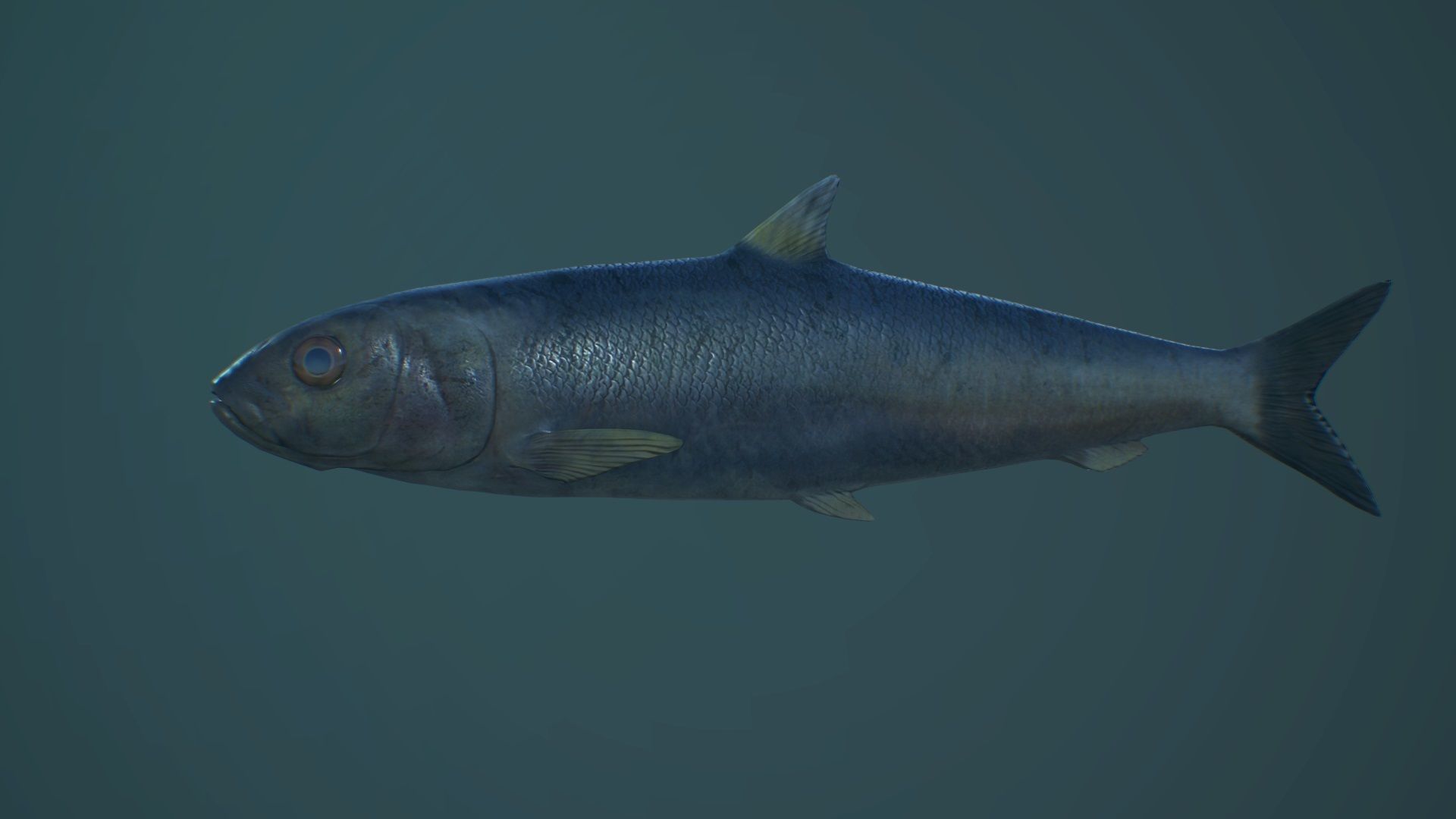 Sardine fish Low-poly 3D model_6