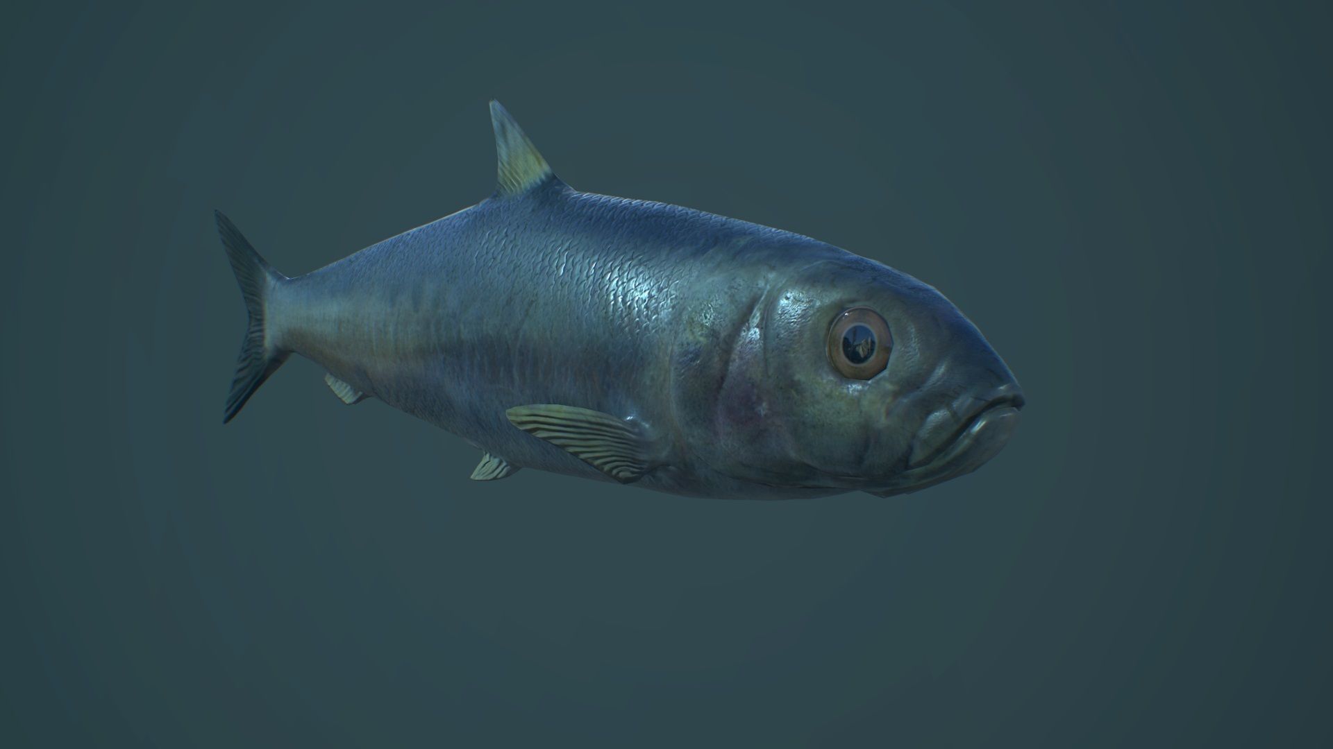 Sardine fish Low-poly 3D model_3