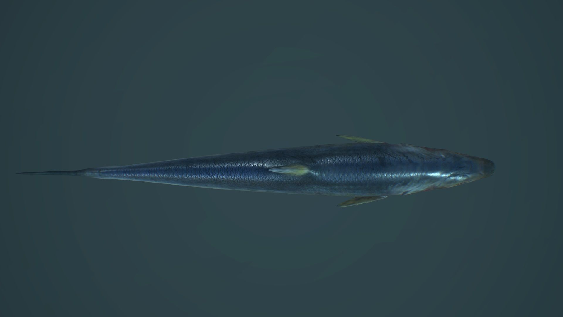 Sardine fish Low-poly 3D model_5