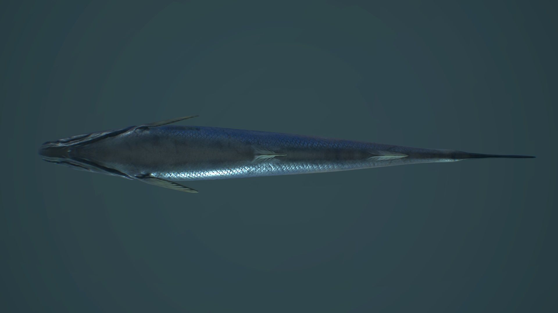 Sardine fish Low-poly 3D model_7