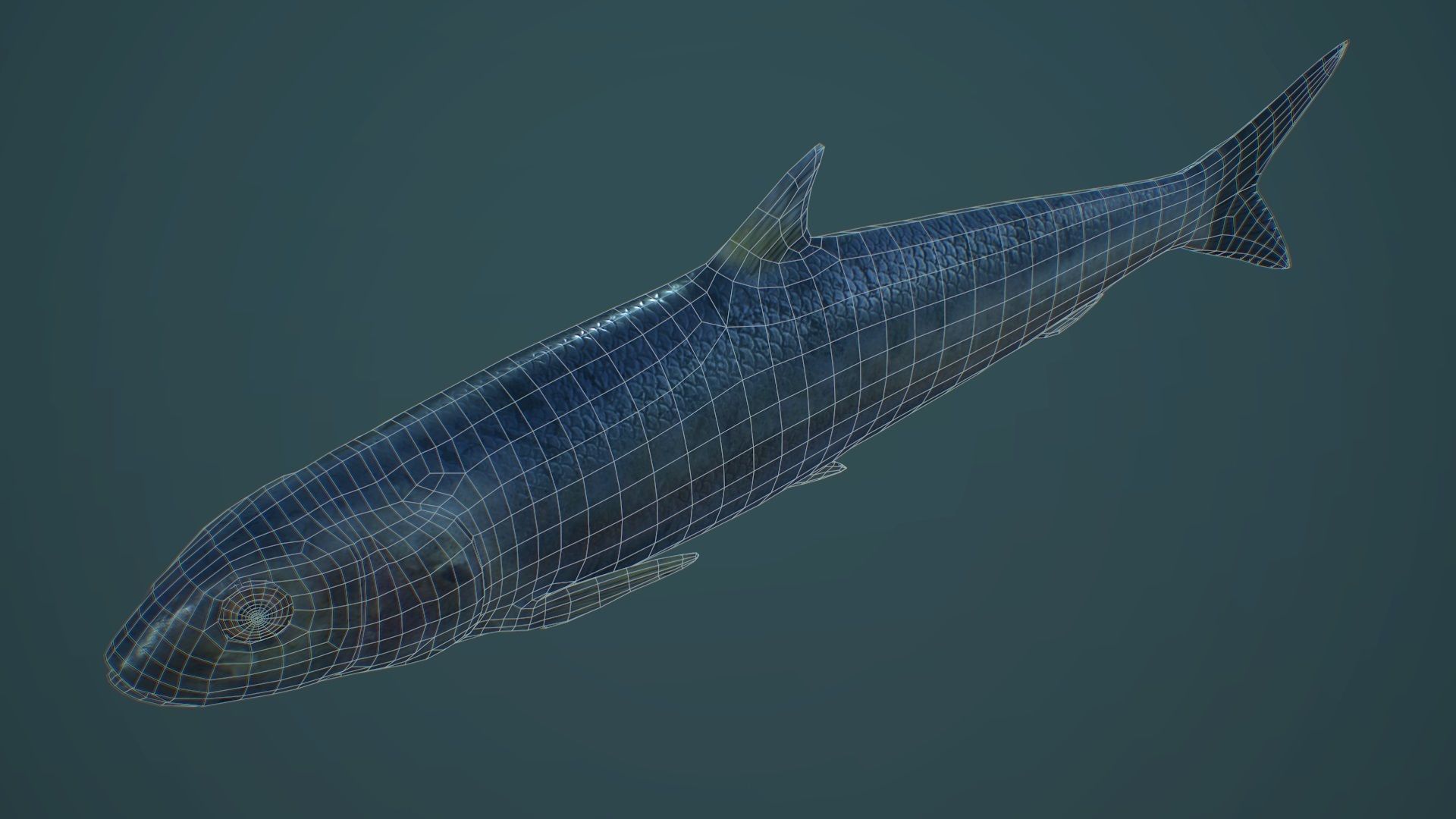 Sardine fish Low-poly 3D model_10