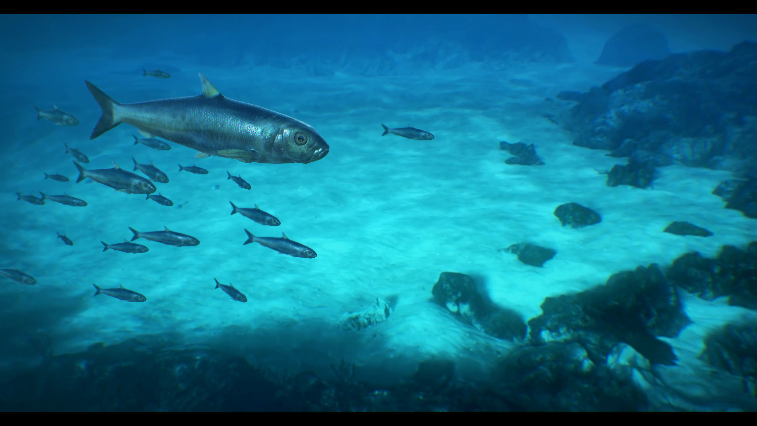 Sardine fish Low-poly 3D model_2