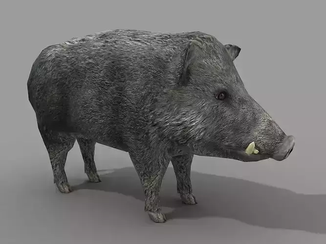 Wild Boar Low-poly 3D model