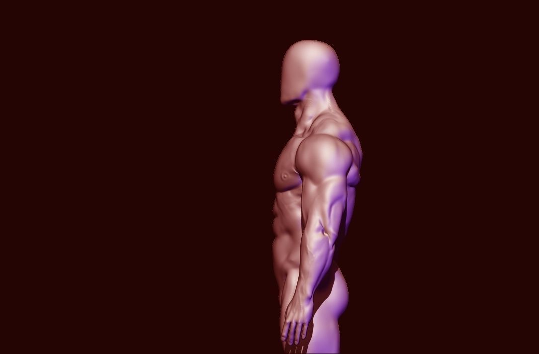 bodybuilder anatomy hipoly  3D model_15