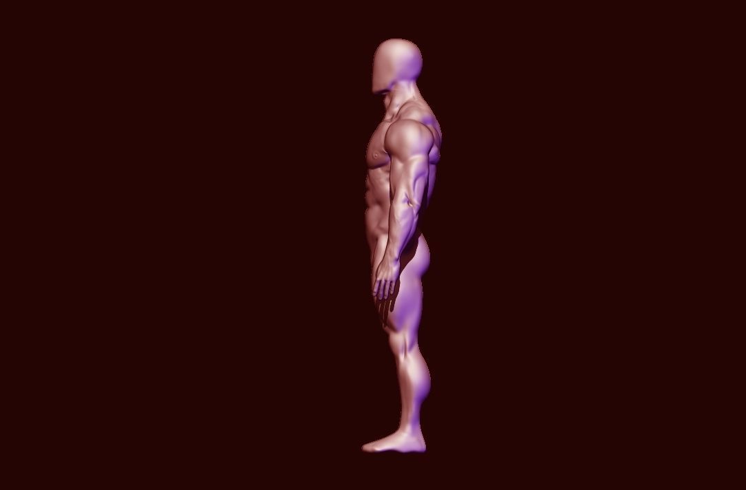 bodybuilder anatomy hipoly  3D model_11