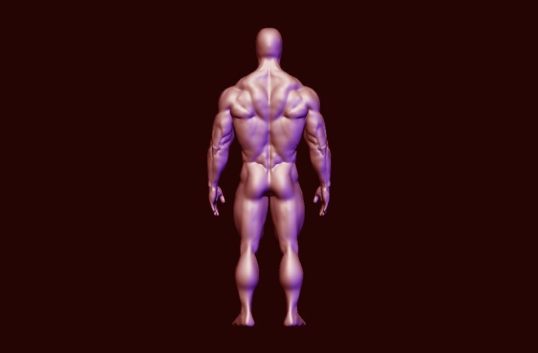 bodybuilder anatomy hipoly  3D model_13