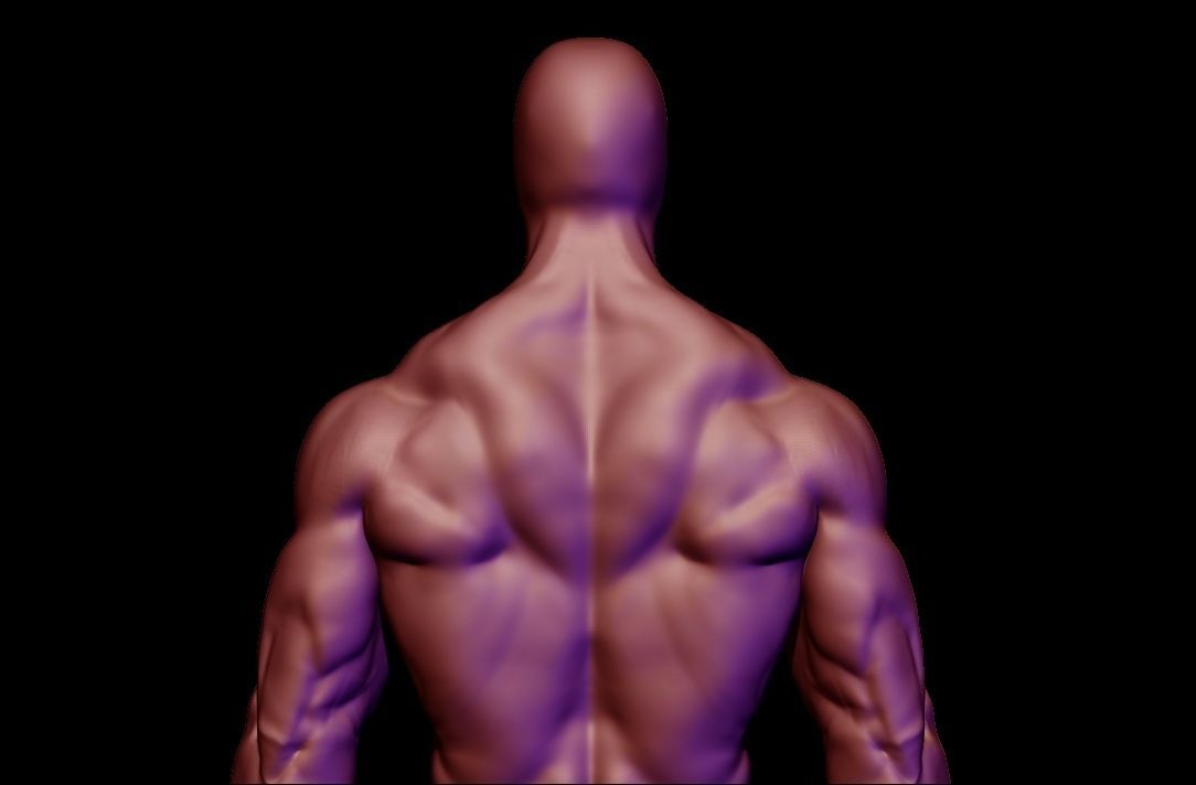 bodybuilder anatomy hipoly  3D model_17