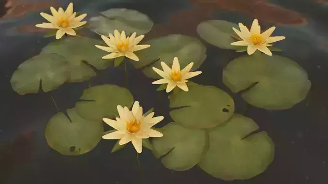Water Lilies - PBR Game Ready  Low-poly 3D model