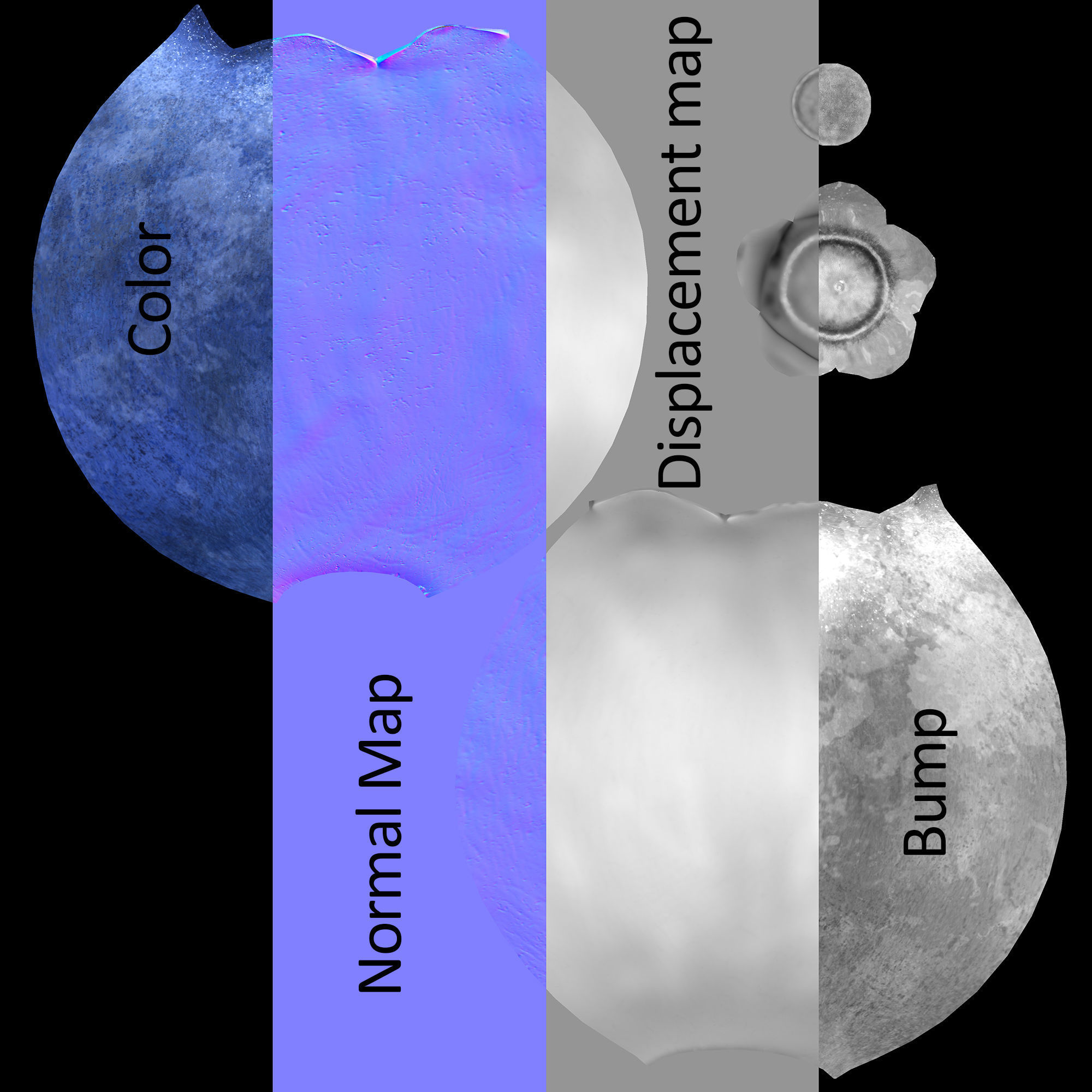 Blueberry 3D model_1