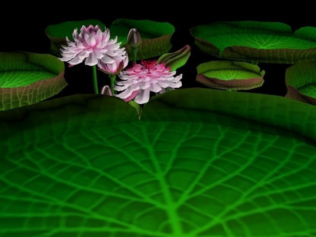 Flower Guyana
