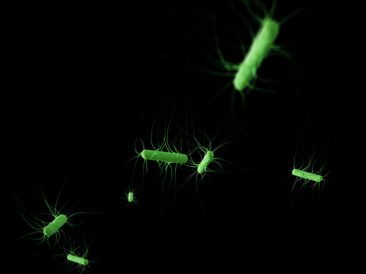 Escherichia coli Low-poly 3D model_2