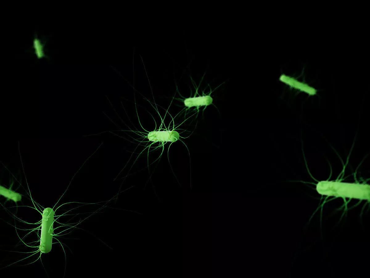 Escherichia coli Low-poly 3D model_0