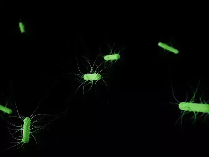 Escherichia coli Low-poly 3D model
