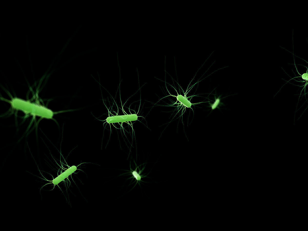 Escherichia coli Low-poly 3D model_1