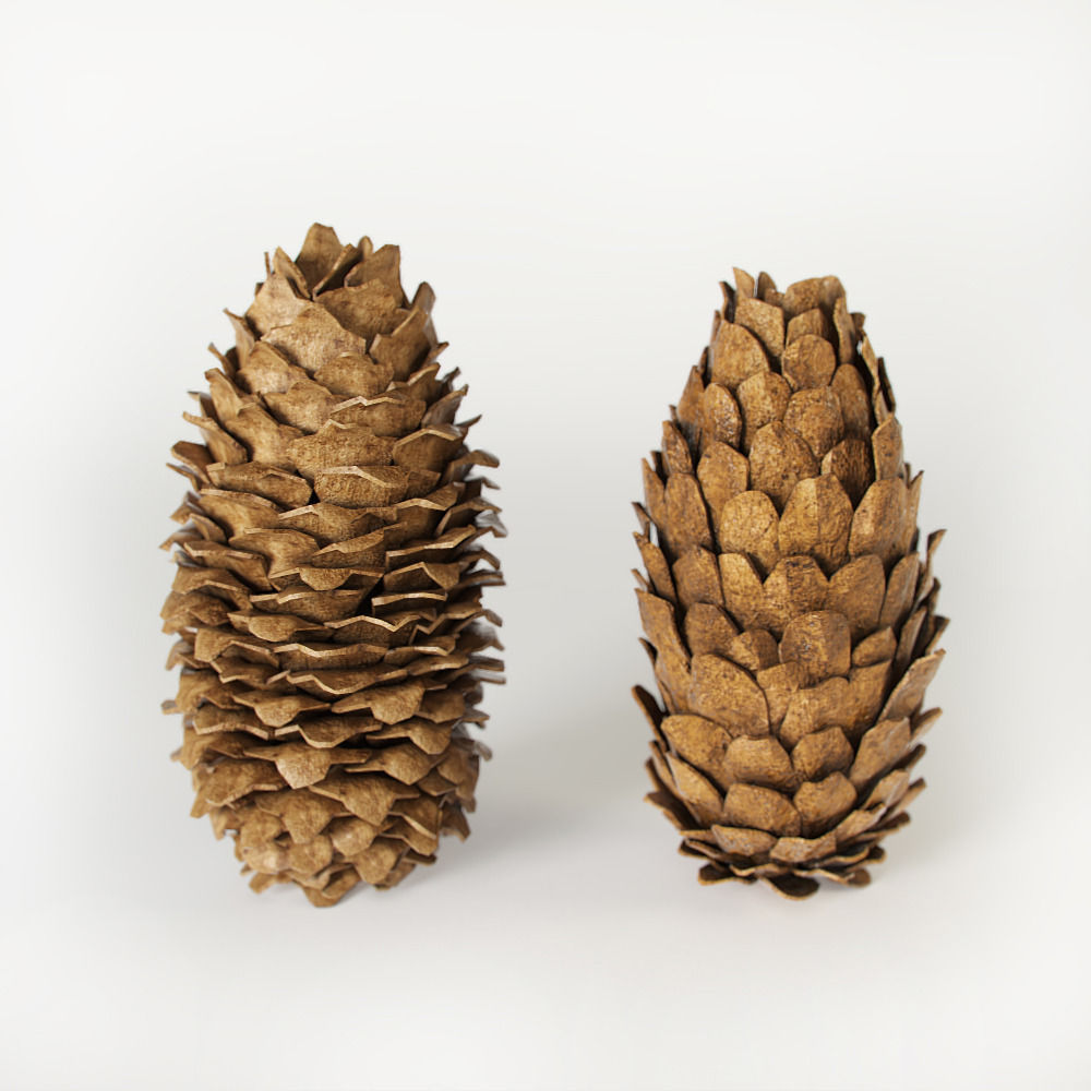 Fir cones 3D model_1
