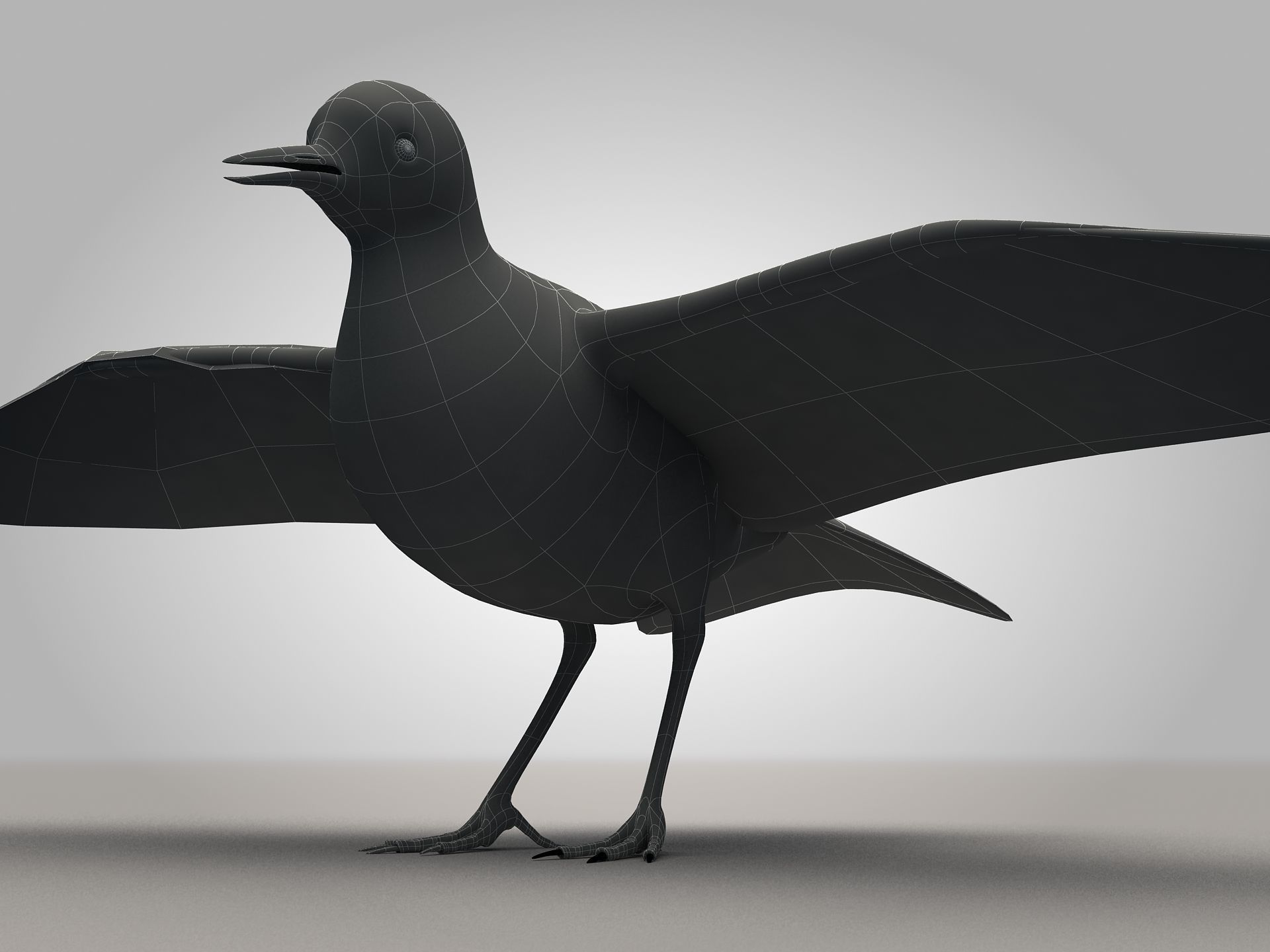 Sandpiper Ruddy Turnstone Bird Low-poly 3D model_5