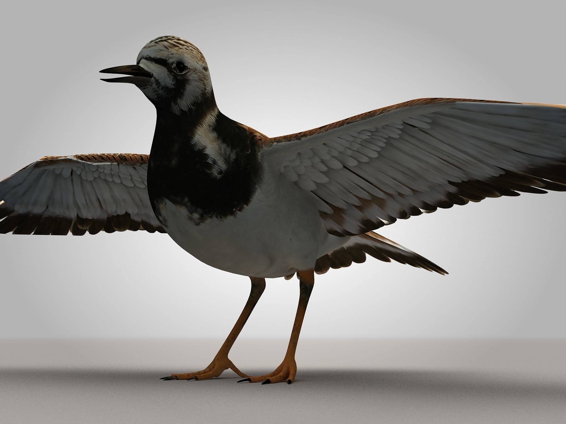 Sandpiper Ruddy Turnstone Bird Low-poly 3D model_4