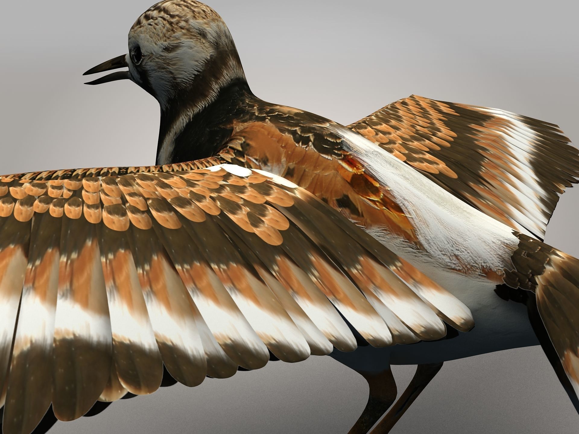 Sandpiper Ruddy Turnstone Bird Low-poly 3D model_11