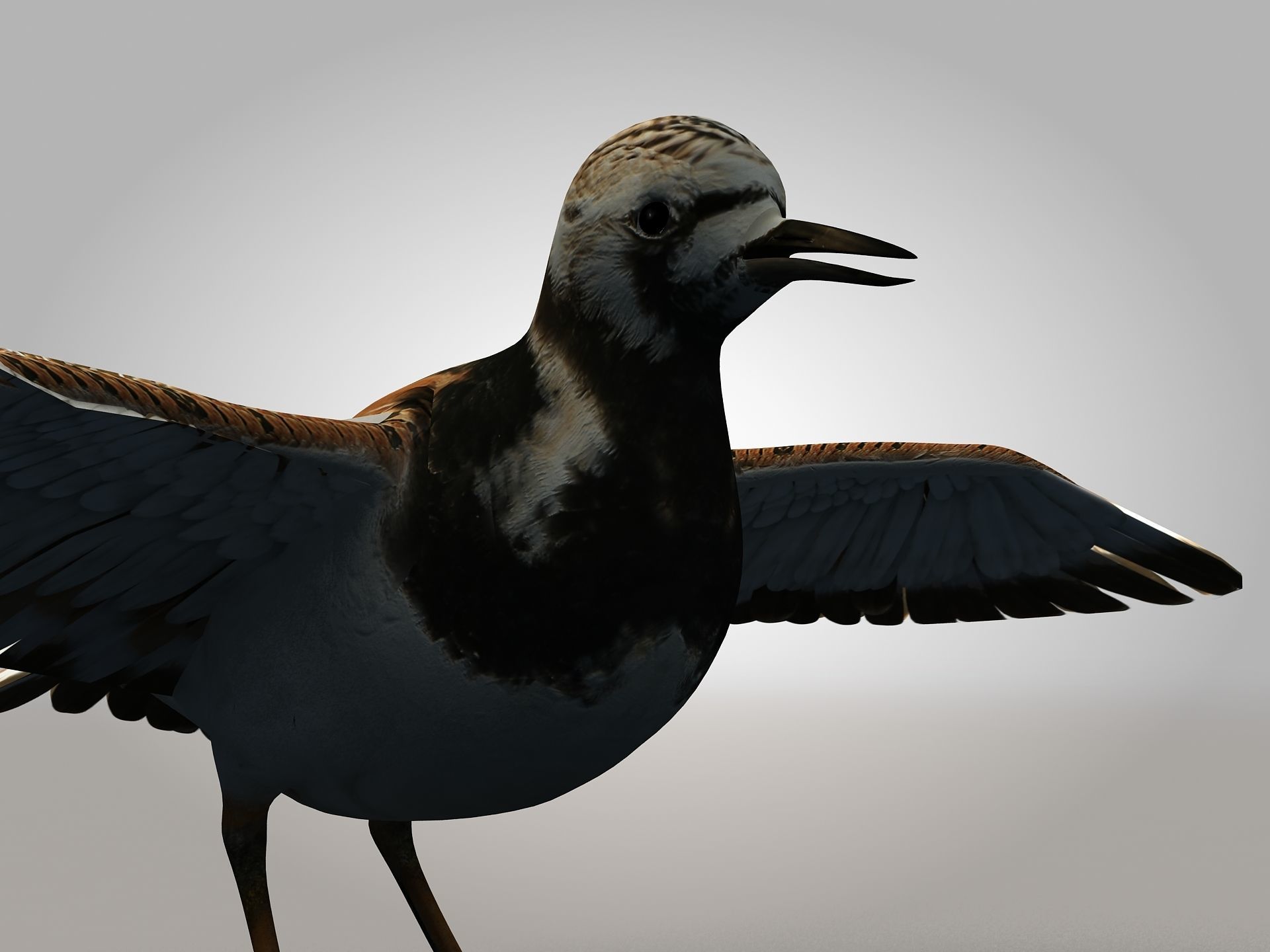 Sandpiper Ruddy Turnstone Bird Low-poly 3D model_10