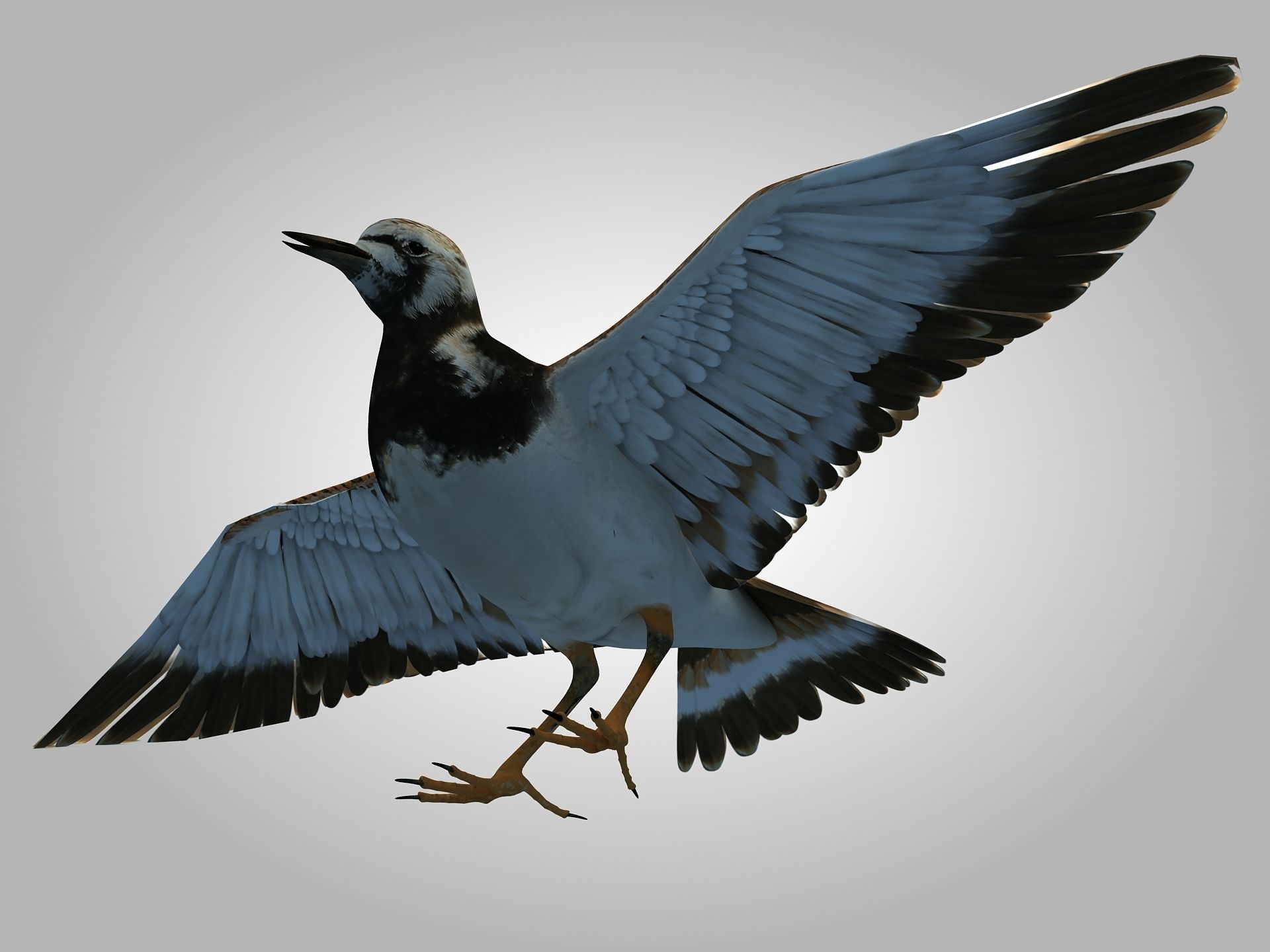 Sandpiper Ruddy Turnstone Bird Low-poly 3D model_1
