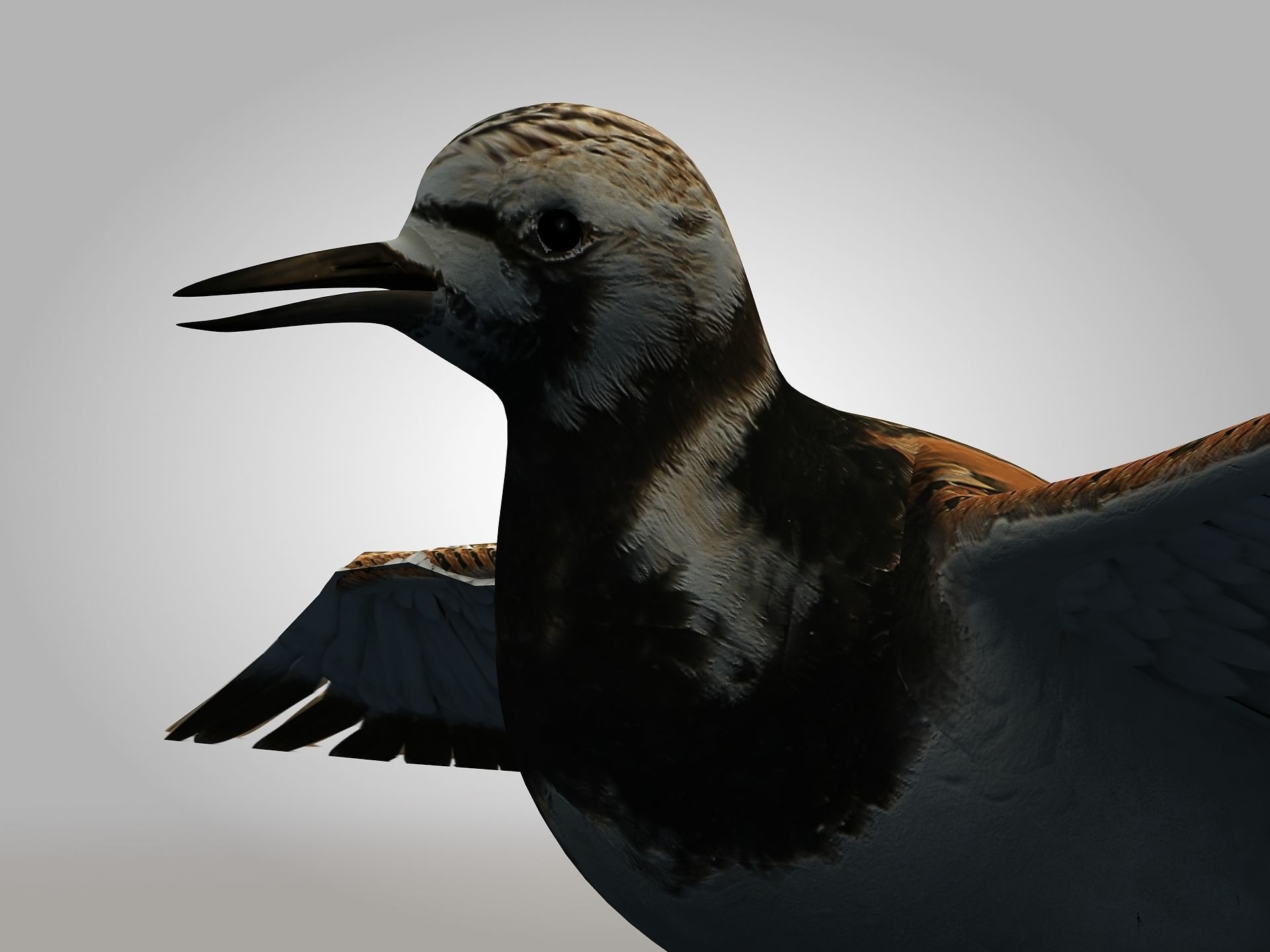 Sandpiper Ruddy Turnstone Bird Low-poly 3D model_13