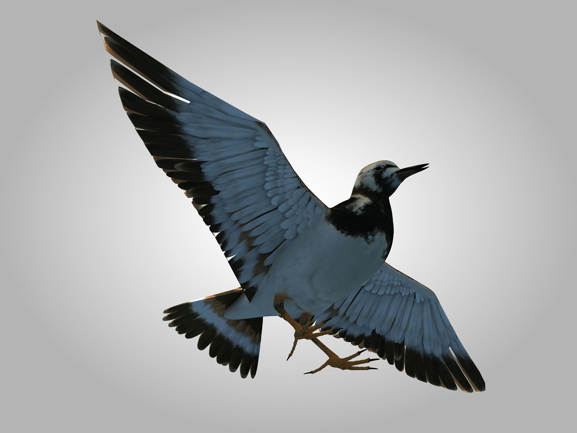 Sandpiper Ruddy Turnstone Bird Low-poly 3D model_20