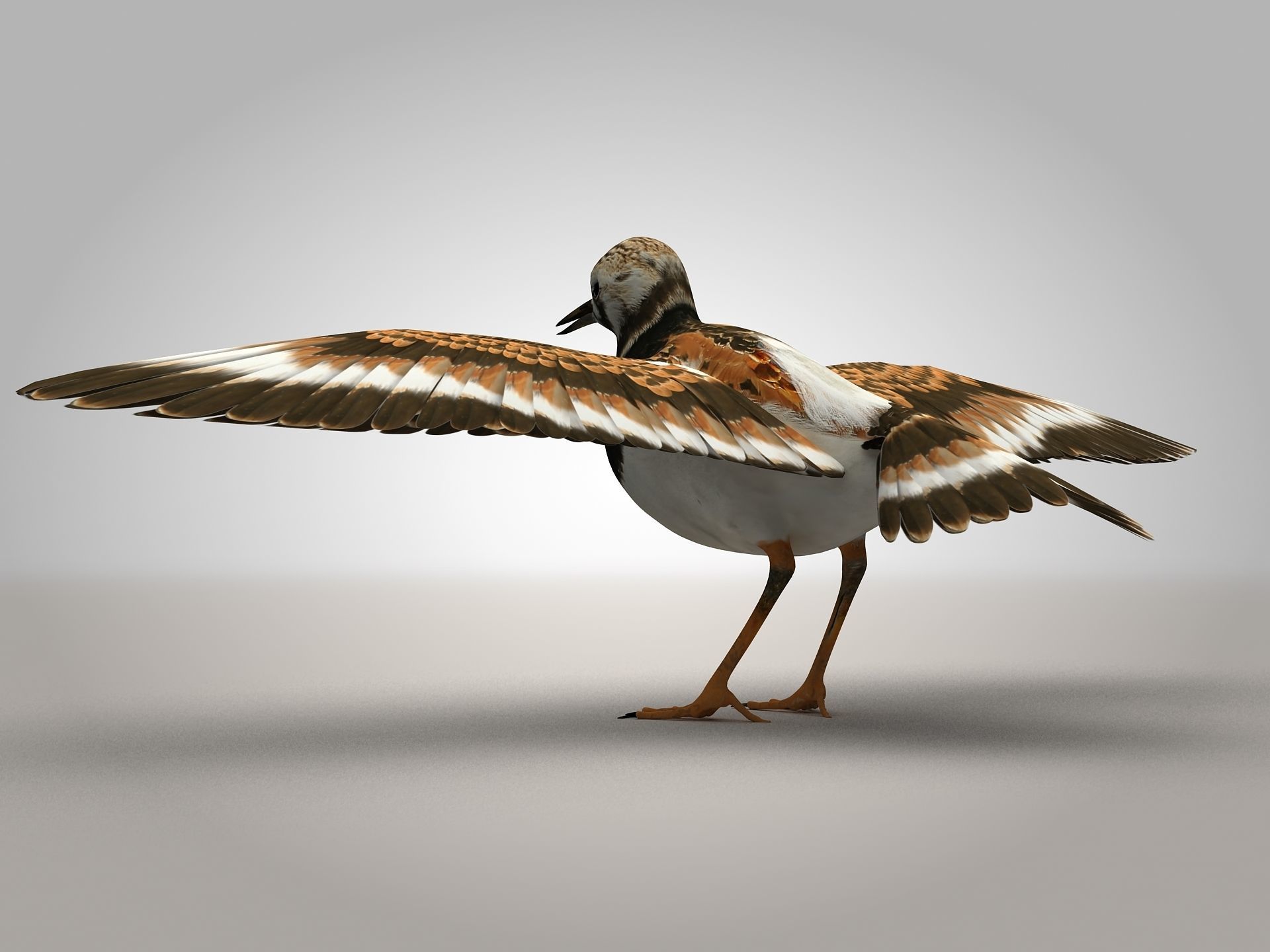 Sandpiper Ruddy Turnstone Bird Low-poly 3D model_8