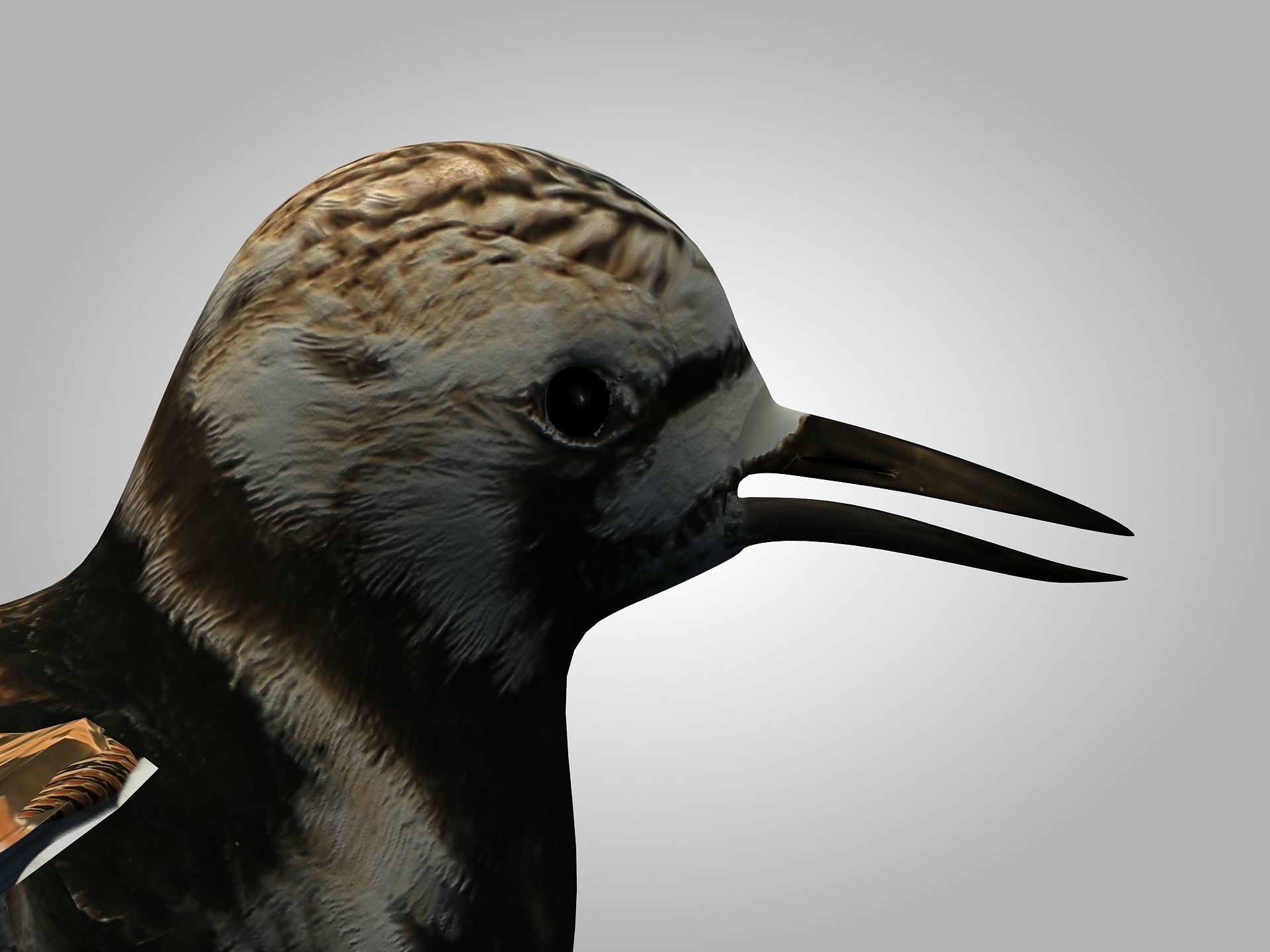 Sandpiper Ruddy Turnstone Bird Low-poly 3D model_16