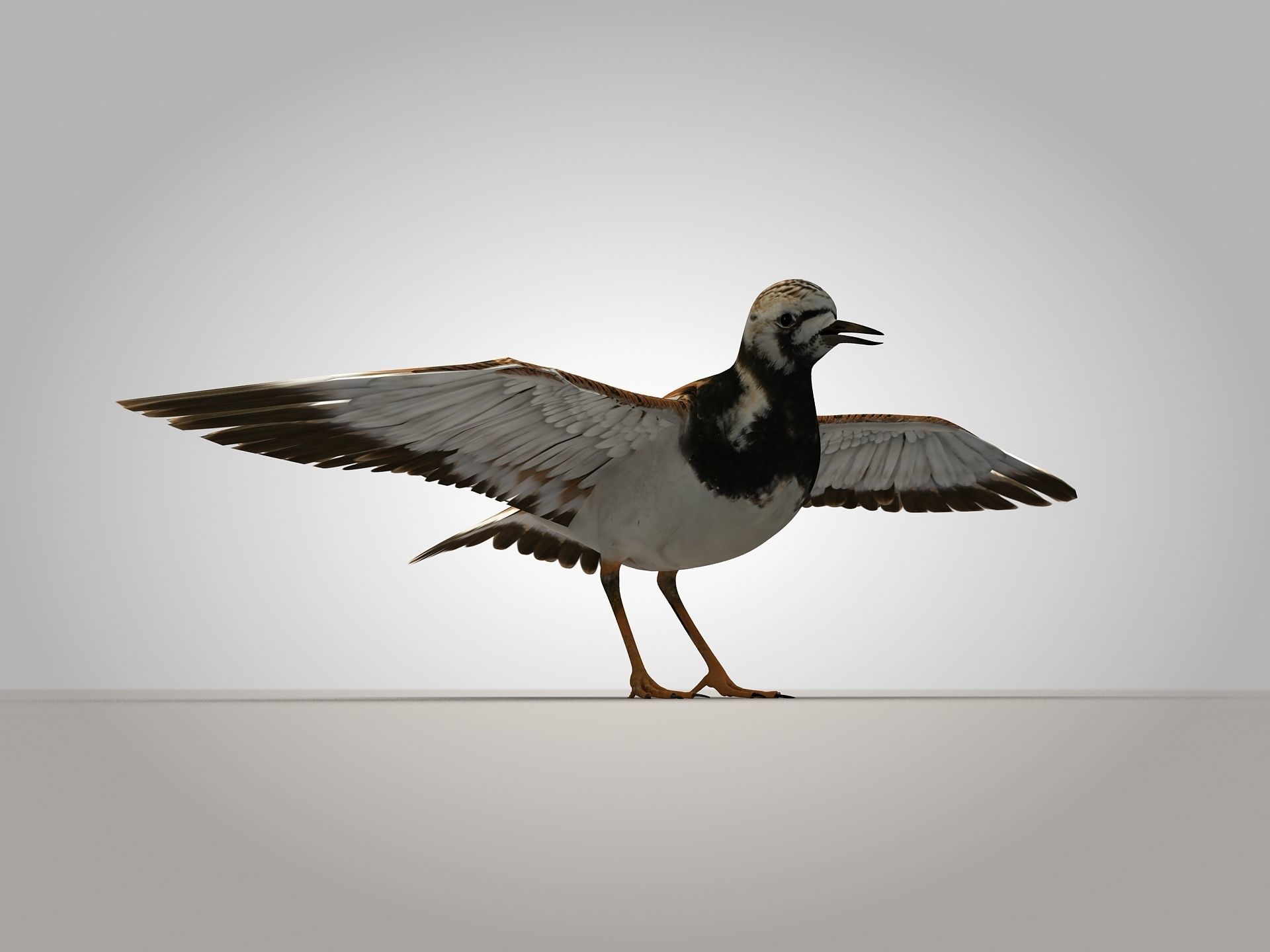 Sandpiper Ruddy Turnstone Bird Low-poly 3D model_2