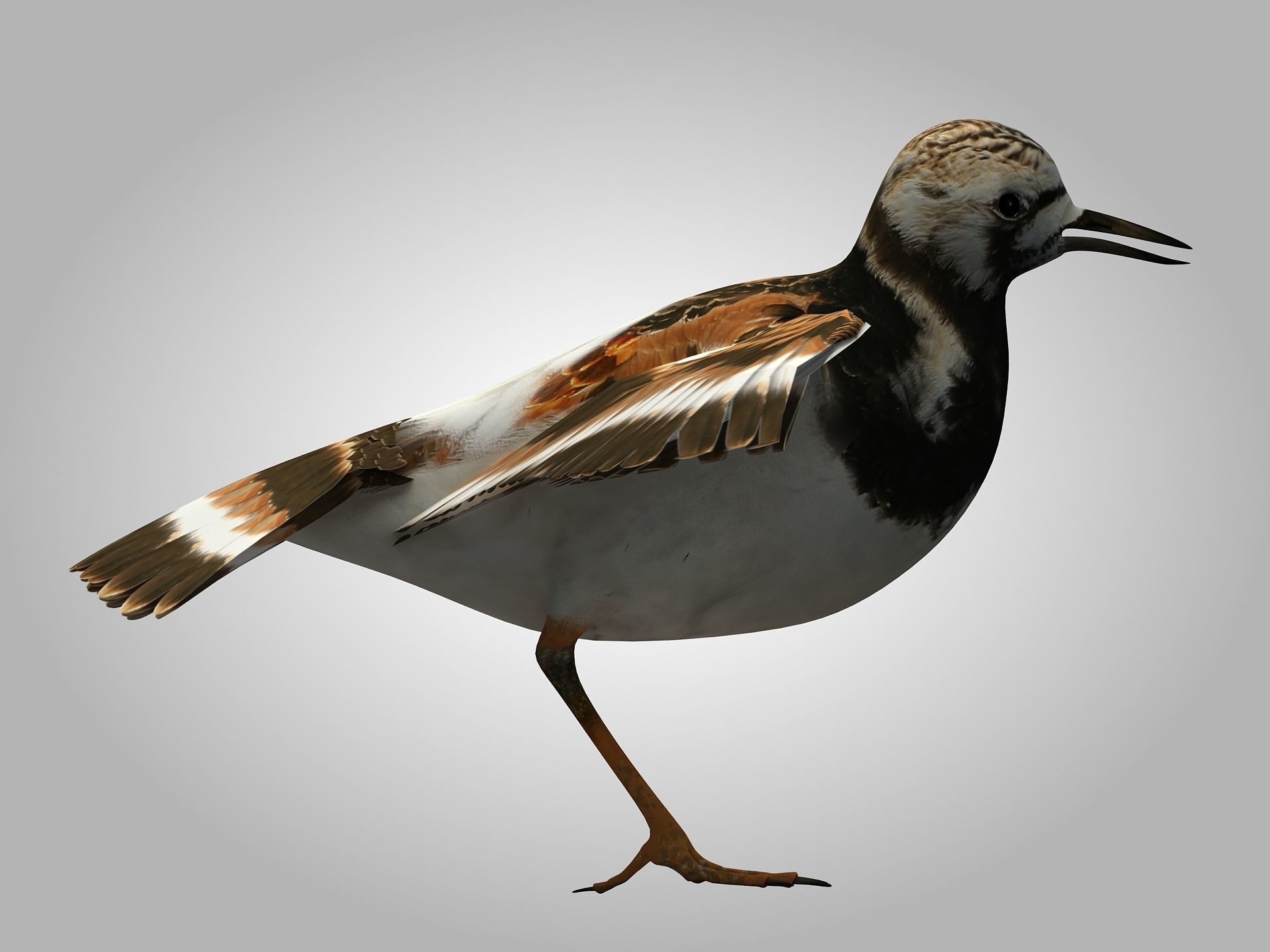 Sandpiper Ruddy Turnstone Bird Low-poly 3D model_15