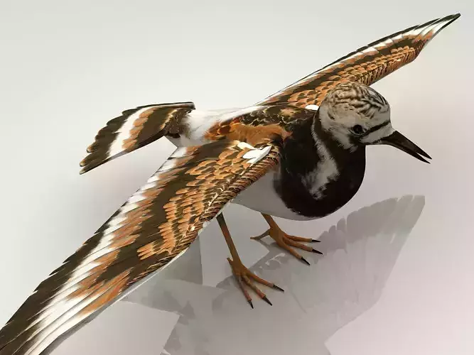 Sandpiper Ruddy Turnstone Bird Low-poly 3D model