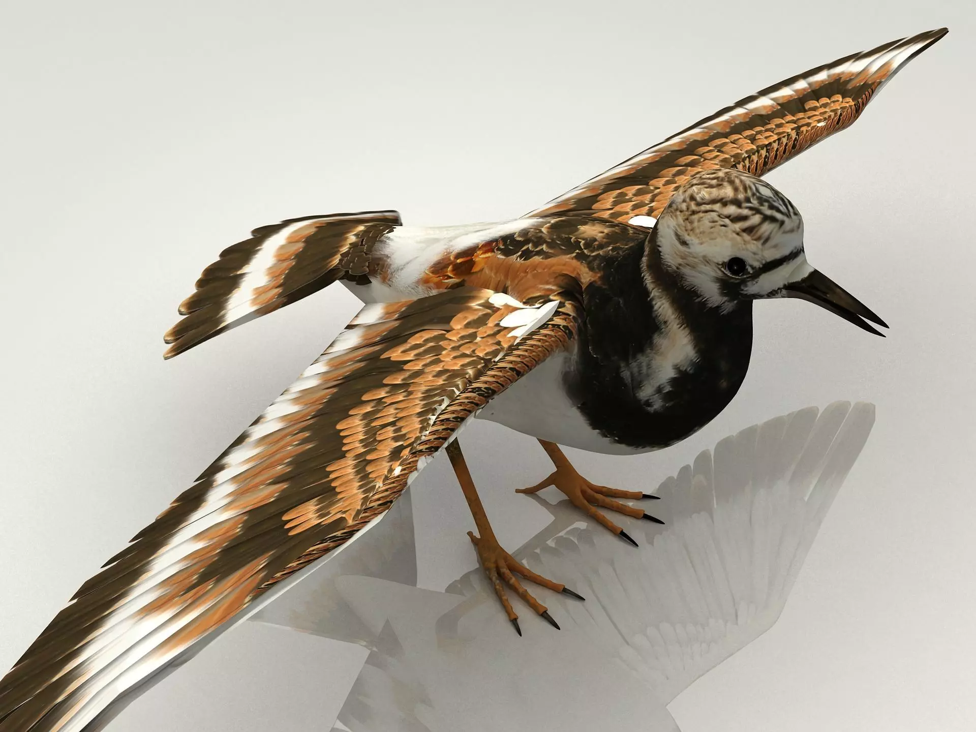 Sandpiper Ruddy Turnstone Bird Low-poly 3D model_0