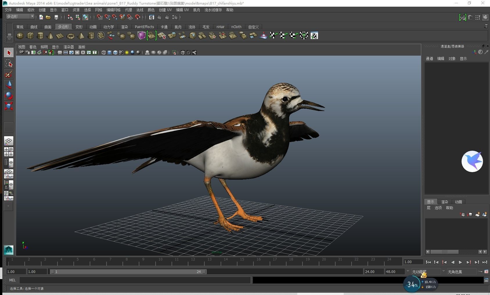 Sandpiper Ruddy Turnstone Bird Low-poly 3D model_19