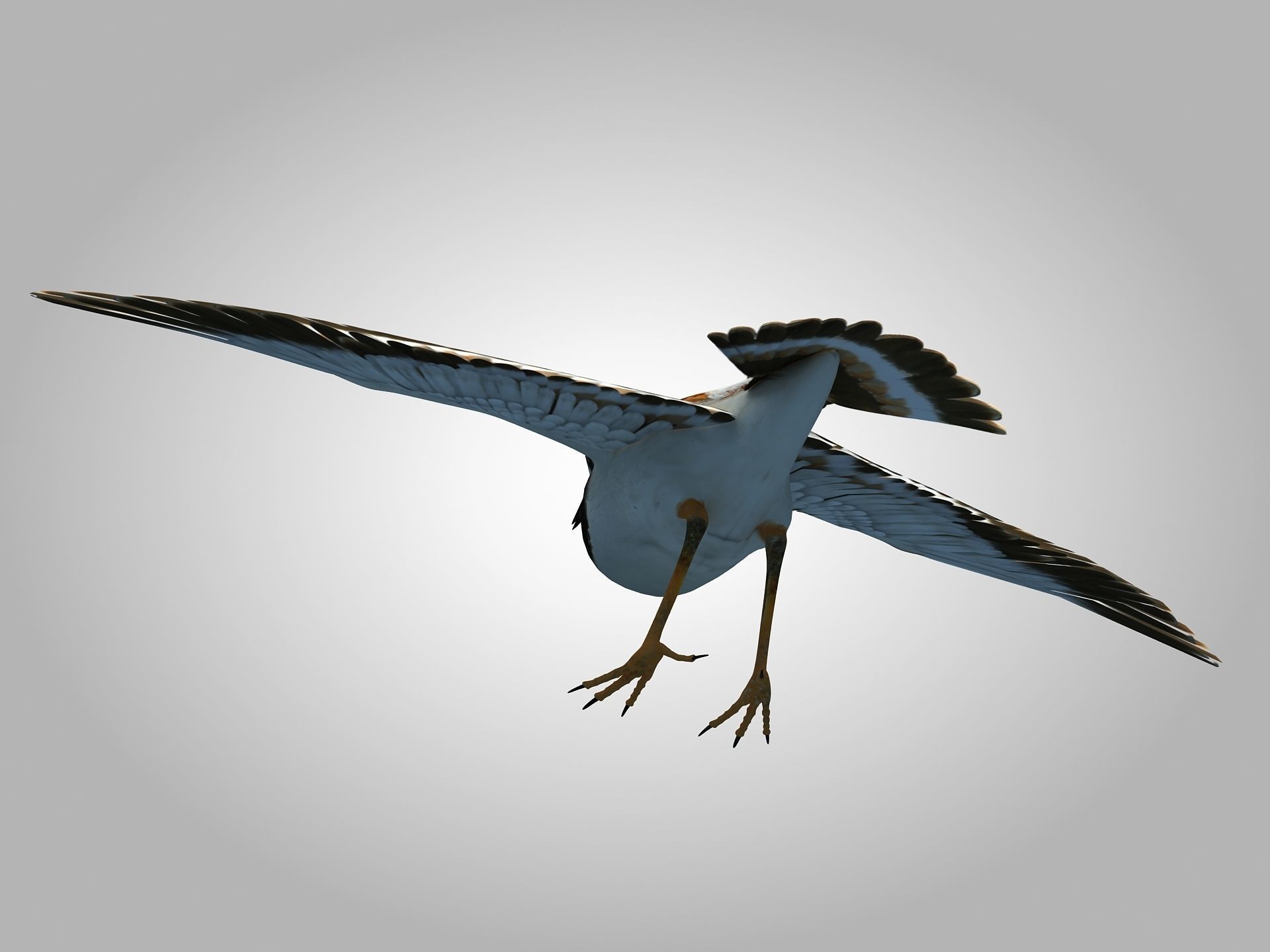 Sandpiper Ruddy Turnstone Bird Low-poly 3D model_17