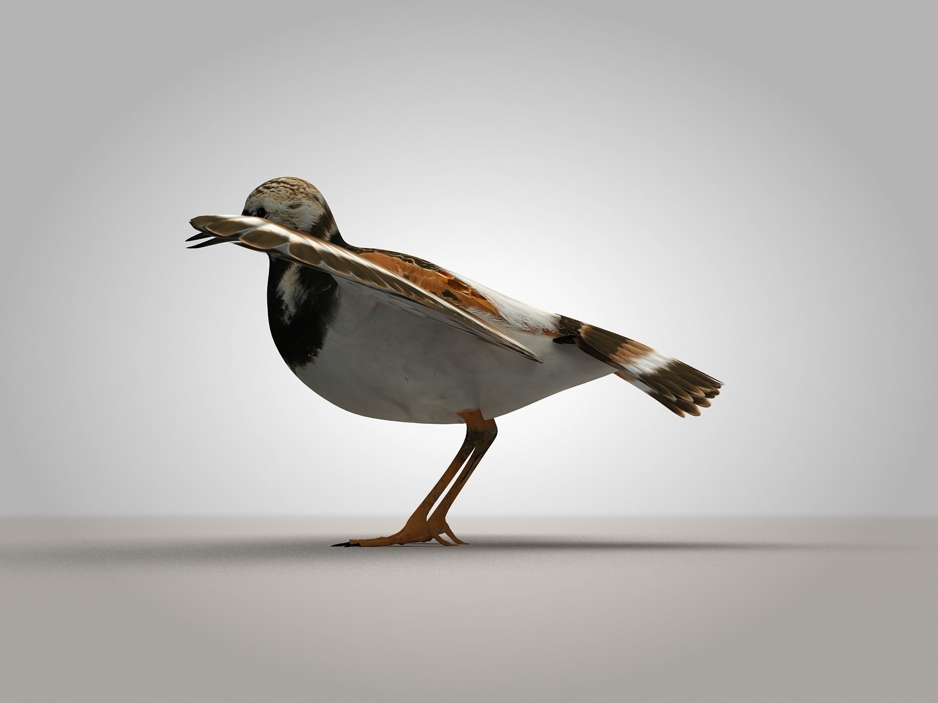 Sandpiper Ruddy Turnstone Bird Low-poly 3D model_7