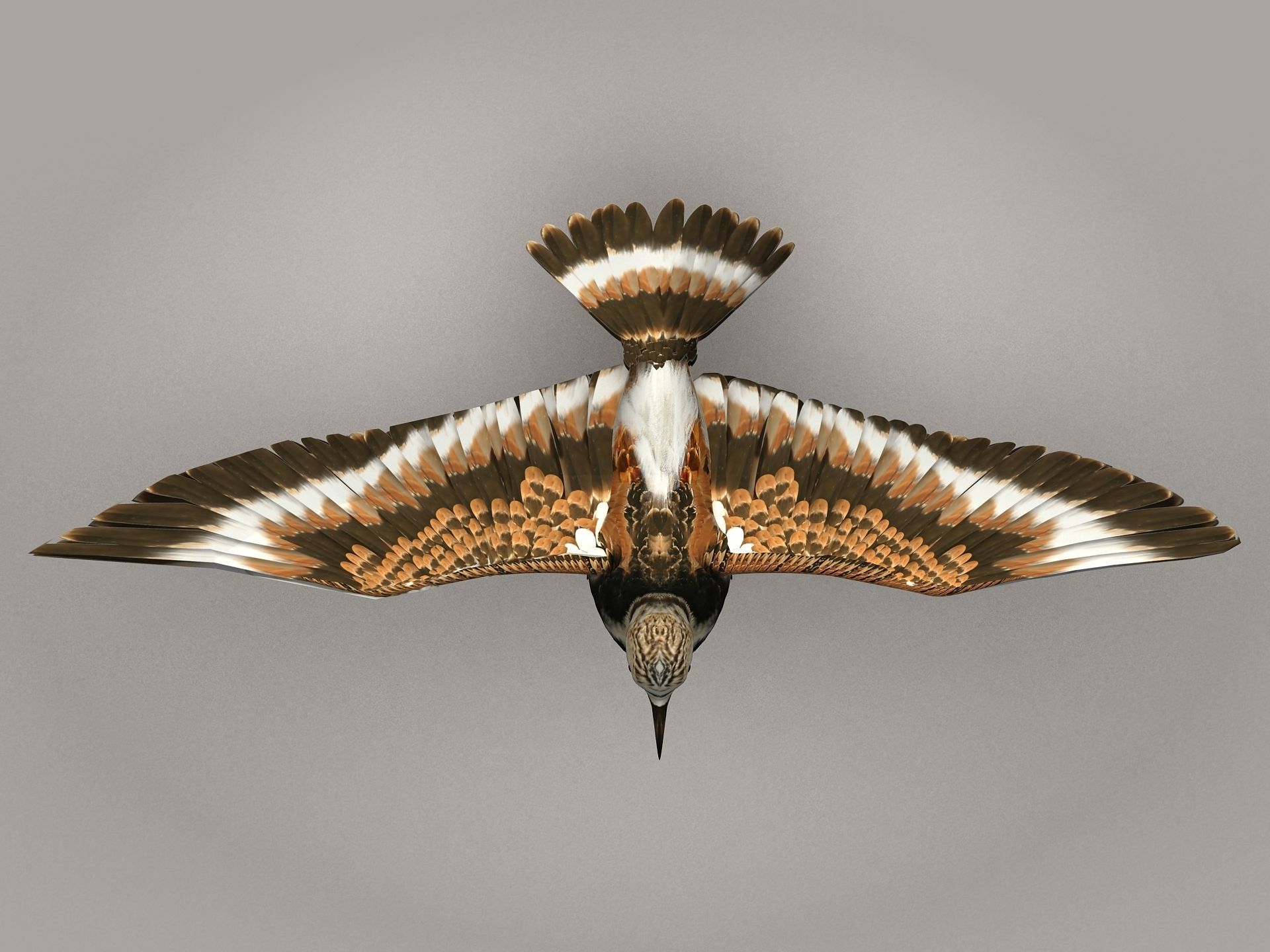 Sandpiper Ruddy Turnstone Bird Low-poly 3D model_14