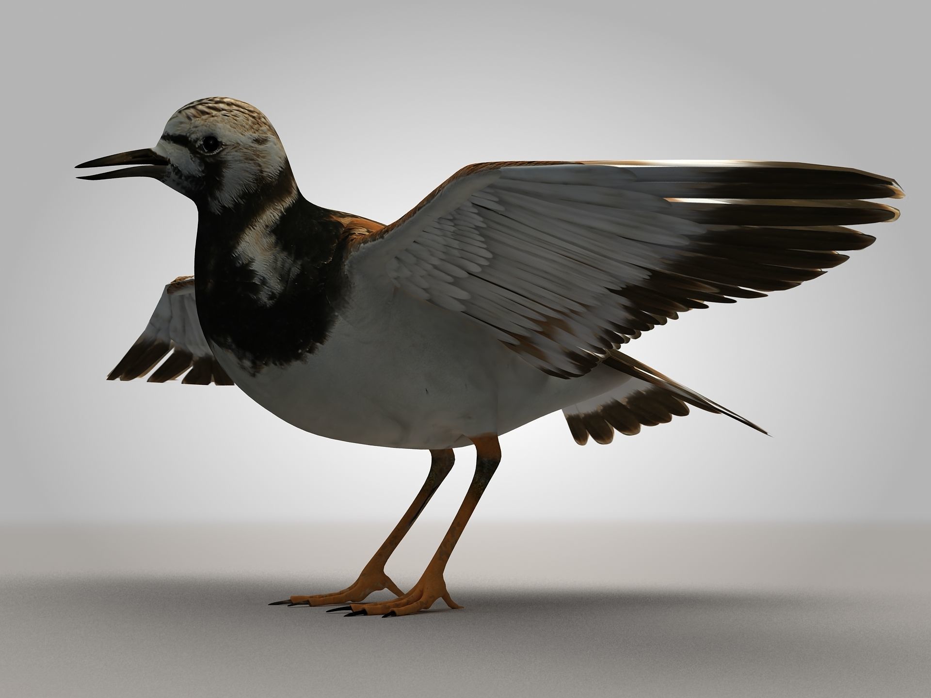 Sandpiper Ruddy Turnstone Bird Low-poly 3D model_3