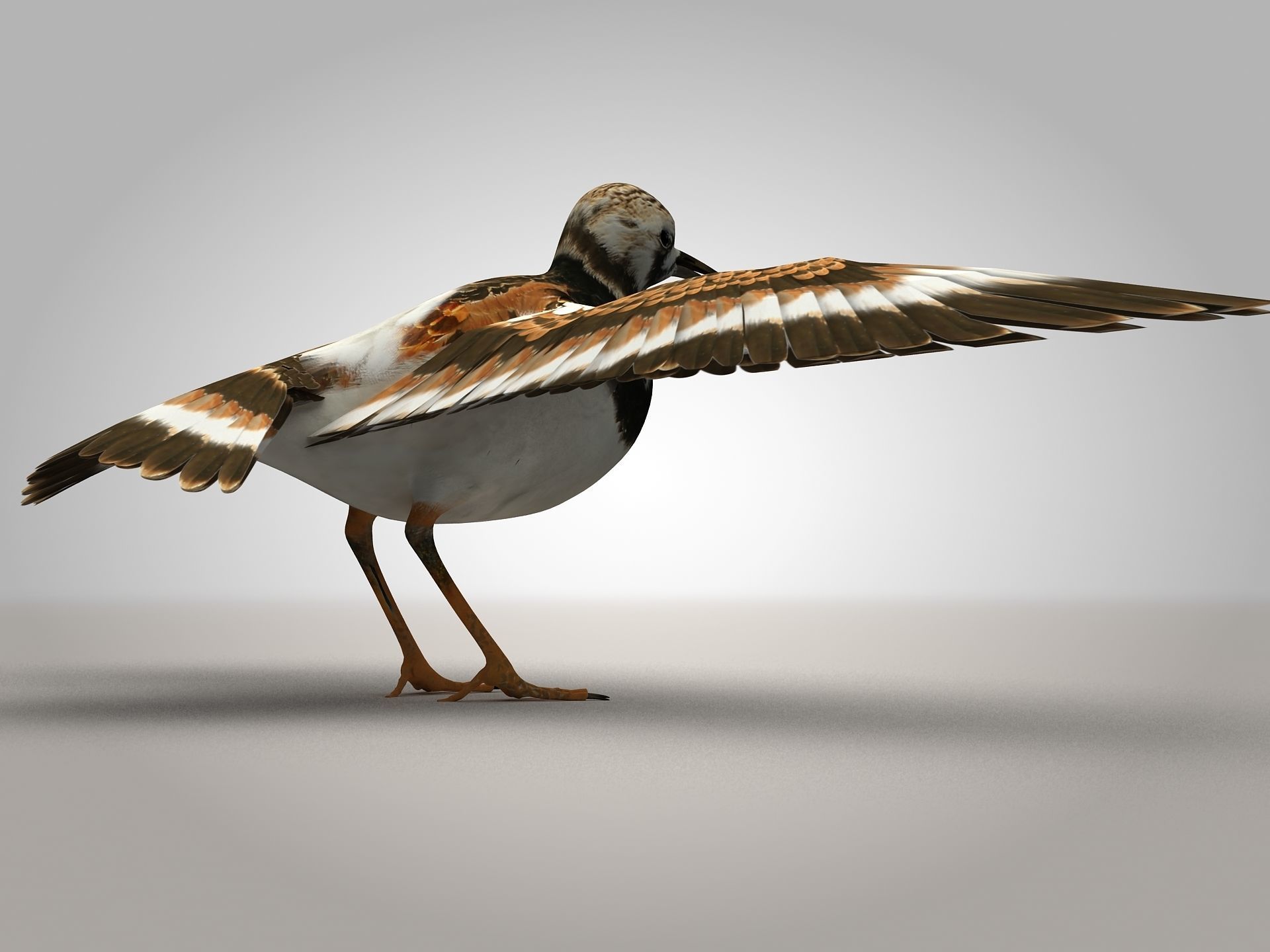 Sandpiper Ruddy Turnstone Bird Low-poly 3D model_9