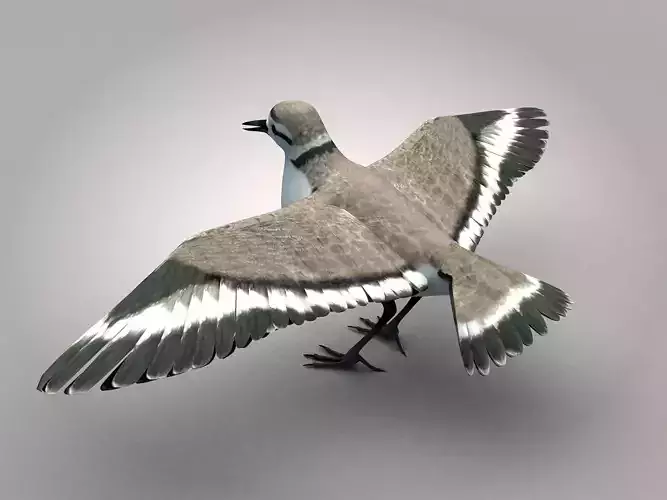 Sandpiper Ruddy Turnstone Bird Low-poly 3D model