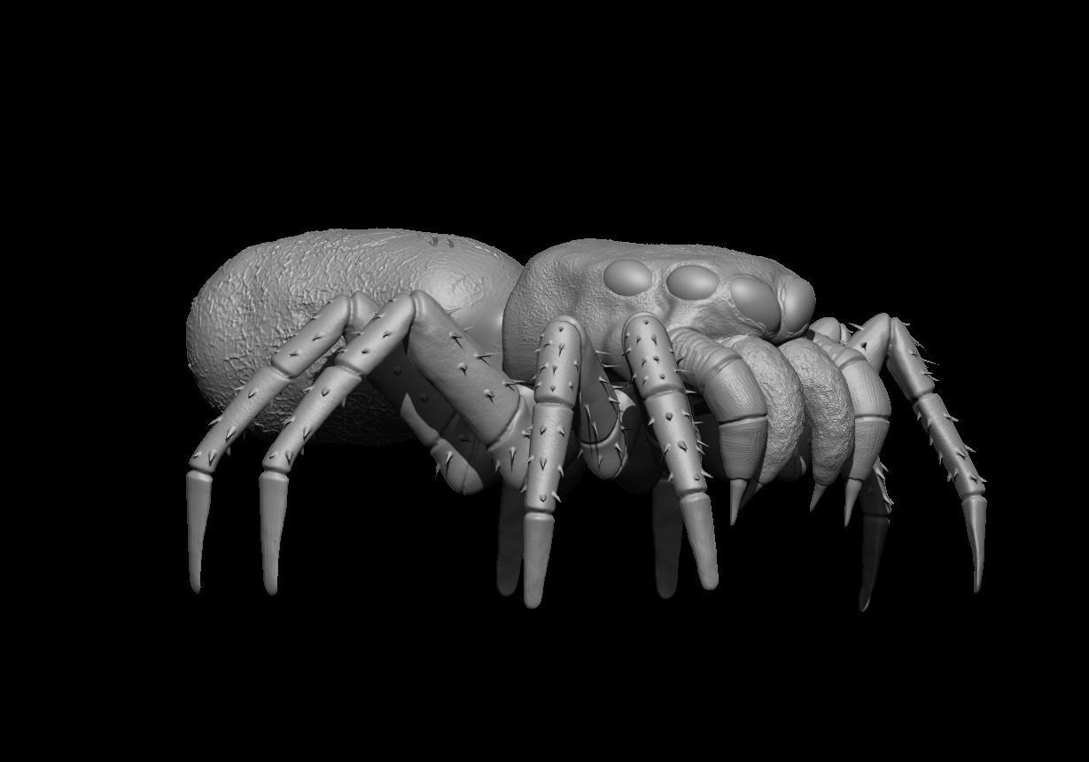Spider 3D model_2