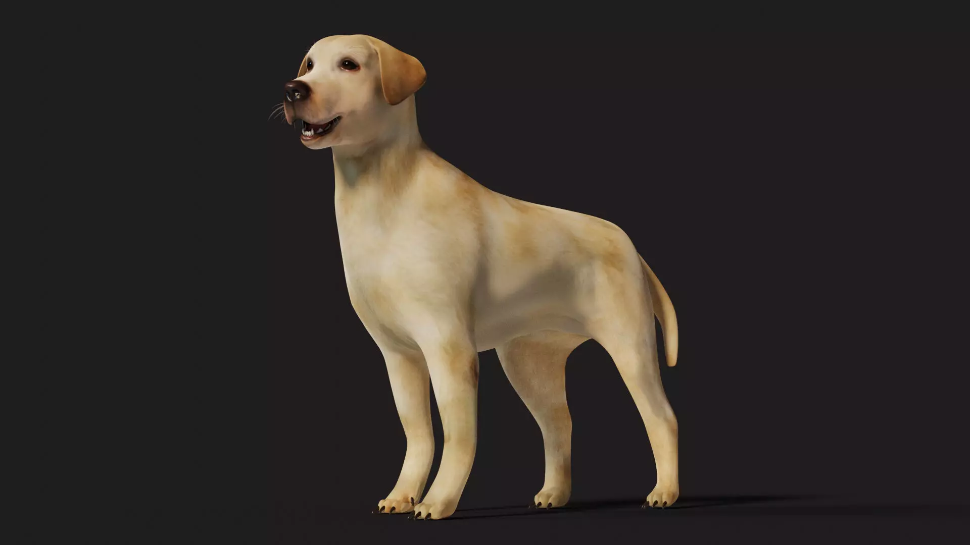Labrador Dog Rigged with optional Fur Low-poly 3D model
