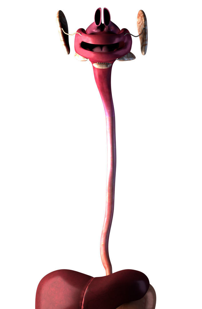 Digestive system 3D model_5